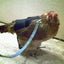 Hen Holster Bird Diaper/Harness (chicken diaper, duck diaper, pigeon diaper with Removable Vinyl Liner)