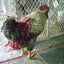 Hen Holster Bird Diaper/Harness (chicken diaper, duck diaper, pigeon diaper with Removable Vinyl Liner)