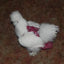 Hen Holster Bird Diaper/Harness (chicken diaper, duck diaper, pigeon diaper with Removable Vinyl Liner)