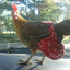 Hen Holster Bird Diaper/Harness (chicken diaper, duck diaper, pigeon diaper with Removable Vinyl Liner)