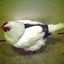Hen Holster Bird Diaper/Harness (chicken diaper, duck diaper, pigeon diaper with Removable Vinyl Liner)