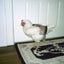 Hen Holster Bird Diaper/Harness (chicken diaper, duck diaper, pigeon diaper with Removable Vinyl Liner)
