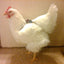 Hen Holster Bird Diaper/Harness (chicken diaper, duck diaper, pigeon diaper with Removable Vinyl Liner)