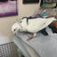 Hen Holster Bird Diaper/Harness (chicken diaper, duck diaper, pigeon diaper with Removable Vinyl Liner)
