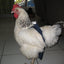 Hen Holster Bird Diaper/Harness (chicken diaper, duck diaper, pigeon diaper with Removable Vinyl Liner)