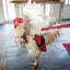 Hen Holster Bird Diaper/Harness (chicken diaper, duck diaper, pigeon diaper with Removable Vinyl Liner)