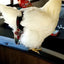 Hen Holster Bird Diaper/Harness (chicken diaper, duck diaper, pigeon diaper with Removable Vinyl Liner)