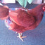 Hen Holster Bird Diaper/Harness (chicken diaper, duck diaper, pigeon diaper with Removable Vinyl Liner)