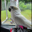 Hen Holster Chicken Diaper Harness with Permanent Sewn-in Liner (Duck Diaper, Goose Diaper, Parrot Diaper)