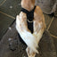 Hen Holster Duck Diaper Goose Diaper Removable Liners