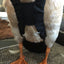 Hen Holster Duck Diaper Goose Diaper Removable Liners