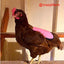 Hen Saver Chicken Saddle for Hens (Made in USA Hen Apron)