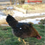 Hen Saver Chicken Saddle for Hens (Made in USA Hen Apron)