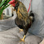 Hen Saver Chicken Harness (Chicken and Duck Harness without Diaper)
