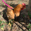 Hen Saver Chicken Harness (Chicken and Duck Harness without Diaper)