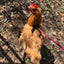 Hen Saver Chicken Harness (Chicken and Duck Harness without Diaper)