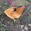 Hen Saver Chicken Harness (Chicken and Duck Harness without Diaper)