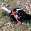 Hen Saver Chicken Harness (Chicken and Duck Harness without Diaper)