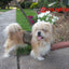 Holster Leash (Made in USA)