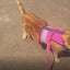 Holster Leash (Made in USA)