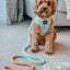 Dog Rope Leash - Honeydew