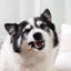 Complete Dental Health Bundle – Dental Topper + Salmon Skin Chews