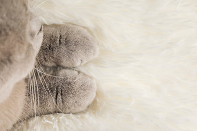 Loaf Blanket