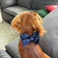 Dark Blue Velvet Set
