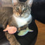 Organic Cat-Nip Fish Cat Toy!