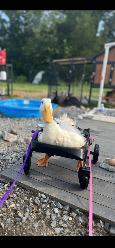 Ducky’s wheelchair