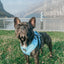 Dog Adjustable Harness - Blumond