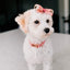 Dog Collar - Dolce Rose