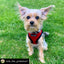 Mr. Peanut's PupTrek Soft Mesh Pet Harness with Matching Leash – Adjustable, Breathable, Choke-Free