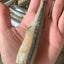 Smelt (Wild Caught) - Limit 1
