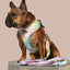 Rainbowtooth Dog Leash