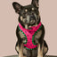 What-A-Melon Reversible Harness