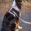 Asteria Leash