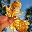 Baby Octopus (Wild Caught)