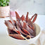 Beef Tongue - Thin Cut