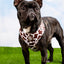 Chocolate Cow Adjustable Harness