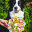 Mandala eTray Shallow Slow Feeder Dog Bowl for Enrichment | USA Made