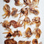 Baby Octopus (Wild Caught)