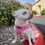 Mr. Peanut's PupTrek Soft Mesh Pet Harness with Matching Leash – Adjustable, Breathable, Choke-Free