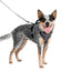 Petsafe Easysport Harness Charcoal Md