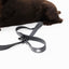 The Modern Dog Company - Better in Black Leash