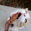Shrimp