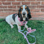 Dog Adjustable Harness - Dough My Goodness