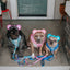 Dog Adjustable Harness - Care Bears™ Grumpy Bear