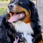 Adventure Style Mountain Blush Climbing Rope Dog Leash