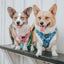 Dog Adjustable Harness - Mykonos